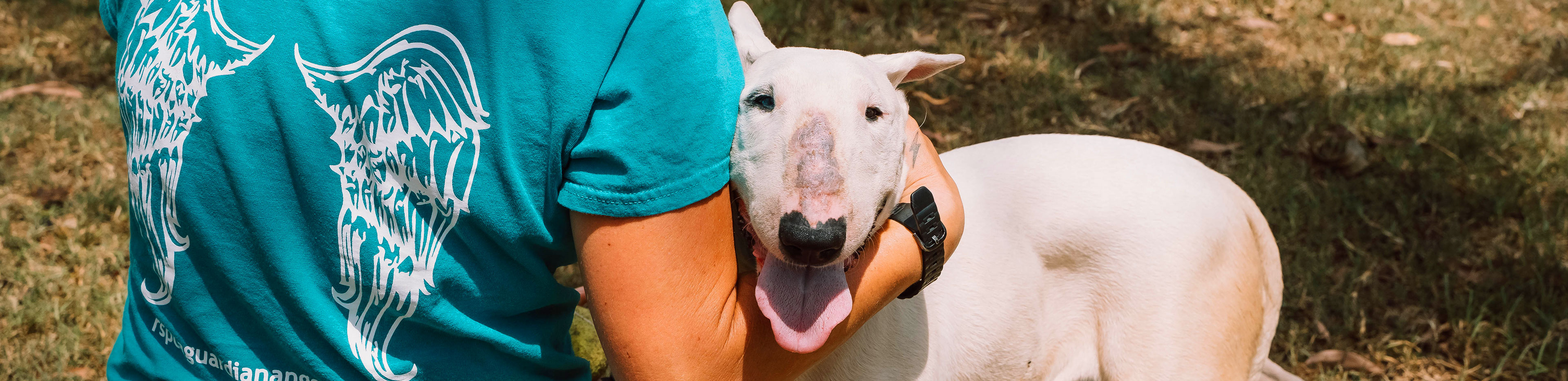 Bull Terrier Rescued from Cruelty Complaint